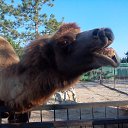 ���� �����, �����, 53 ���� - ��������� 20 ������� 2015 � ������ ���� ����������