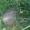 ��� ���� �� ������� �������