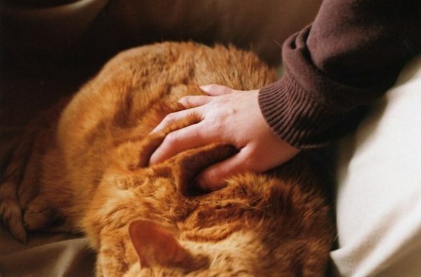 Заведу кота. Буду знать, Что дома меня кто-то ждет. Привет, кот. Мне плохо, кот. Дай мне тебя ... - 2
