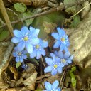 ���� Zoja, ������, 62 ���� - ��������� 7 ��� 2015 � ������ ���� ����������