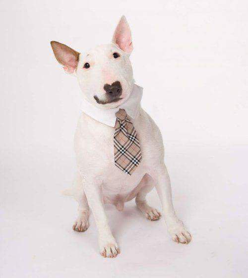 Английский бультерьер. - 26 апреля 2015 в 19:34