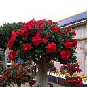 ���� ������, �����, 56 ��� - ��������� 13 �������� 2015 � ������ ���� ����������