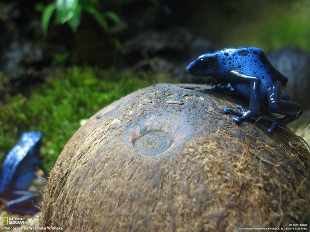   (Dendrobates azureus)   , .