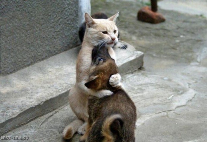 ", ,   ",- ,  ,     ...