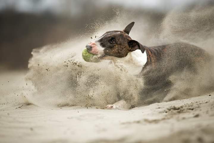 Английский бультерьер. - 27 июля 2015 в 19:39 - 3
