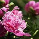 ���� �����, �������, 53 ���� - ��������� 28 ������� 2015