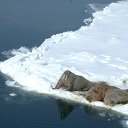 ���� ���������� �� ������� �������