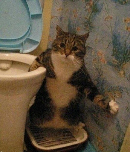 ,   !