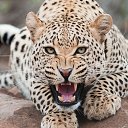  Elena....,  -  23  2015    