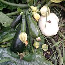 ���������� �������� �� ������� ������������ �������