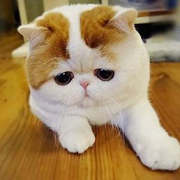 ���, ������������