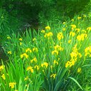  , -, 43  -  17  2015   