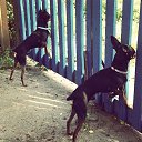 ���� �����, �����������, 71 ��� - ��������� 20 ���� 2015