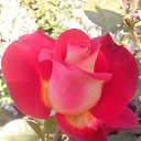 ���� �����, �����-���������, 63 ���� - ��������� 19 ���� 2015 � ������ �������