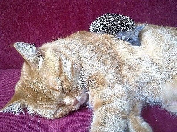         .#animal@travel.blog - 6