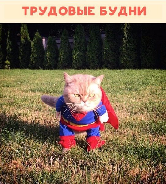 Немного о жизни путешествующей кошечки Дейзи.Красиво жить не запретишь! #animal@travel.blog - 9