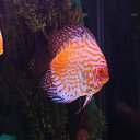 ���� ������, ���, 66 ��� - ��������� 11 ������ 2015 � ������ ���� ����������