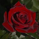 ���� �������, ����, 69 ��� - ��������� 17 ������ 2016 � ������ ������ ��������