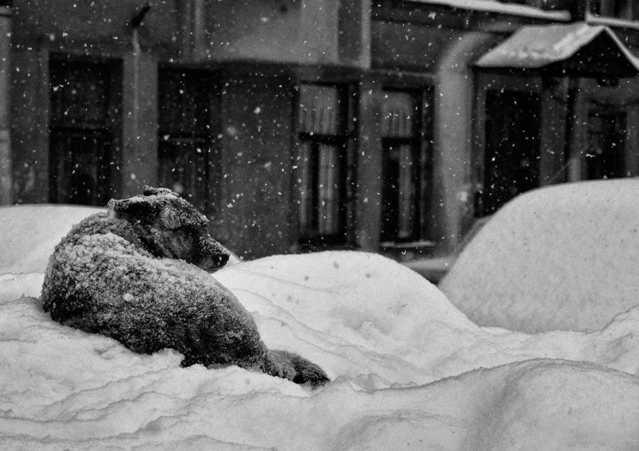Просьба. Не пинай меня, и не гони. Я и так умру, поверь. Всюду сумасшедшие огни. Город - это ...
