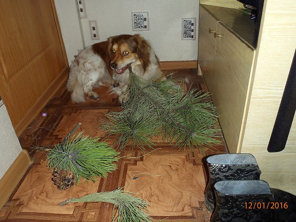 Елку нужно разбирать не только по веточкам ... но и по щепкам