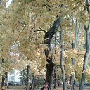 ���� T�mara, �����������, 68 ��� - ��������� 21 ������� 2015 � ������ ���������� ������