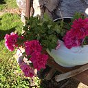 ���� �����, ������ - ��������� 4 ������� 2015 � ������ ������ ��������