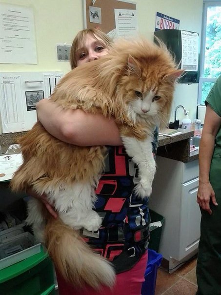 Мейн кун большой кот