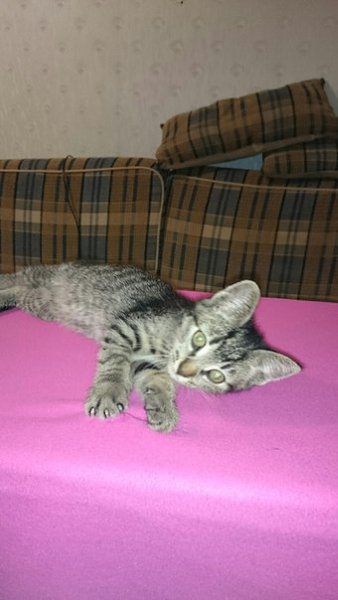 Срочно отдам котёнка, ему 3 месяца, +лоток, +телефон нокиа 6500 слайдер, работает, пишите в личку ...