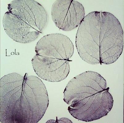 -     Lola. :-  (,    ...