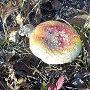 ���� �����, ���������, 65 ��� - ��������� 22 ������� 2015 � ������ ������ ��������