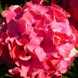 ����, �������, 50 ���