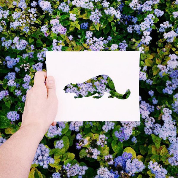 Художник, фотограф и журналист Николай Толстых создает сказочно красивые силуэты животных. Он ... - 3