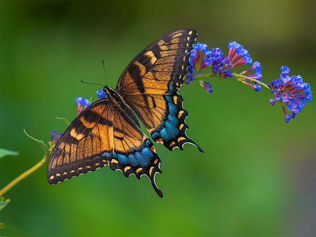 Papilio glaucus