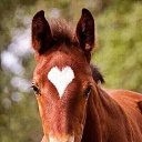   ., , 44  -  21  2015    .