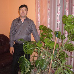 �������, ����, 62 ����