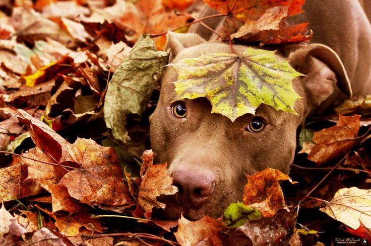 ������ ������ - 29 �������� 2015 � 14:34