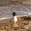 ���� ��������, ���������, 48 ��� - ��������� 25 ������� 2015 � ������ ���� ����������