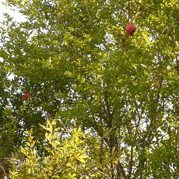 ������, �������, 66 ���