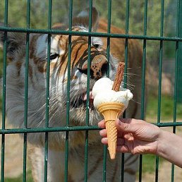 ���, ������, 43 ����