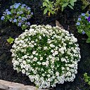 ���� ��������, ������ ��������, 68 ��� - ��������� 1 ������� 2015 � ������ ���� ����������