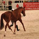 ���� ������, �����-���������, 70 ��� - ��������� 4 ������� 2015 � ������ ��� ������ �������� � �����-����������