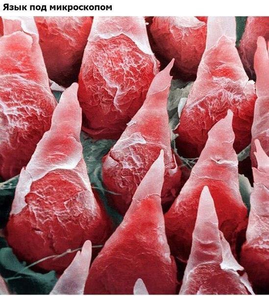 Интересные фотографии, которые вы, возможно, не видели. - 6