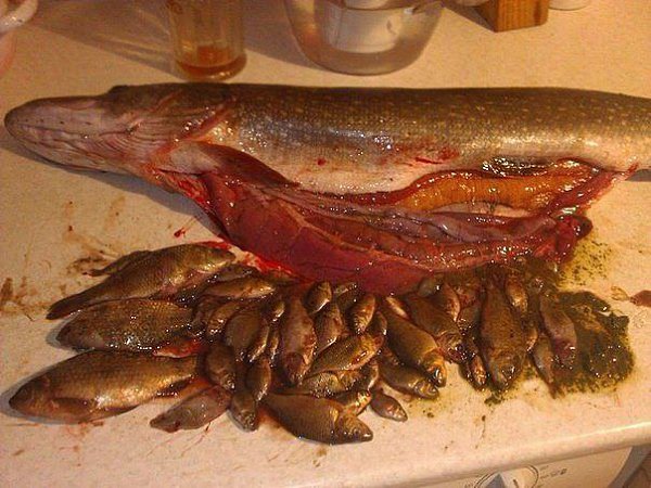 ��� ��� ���� ������ ����, 56 �������.