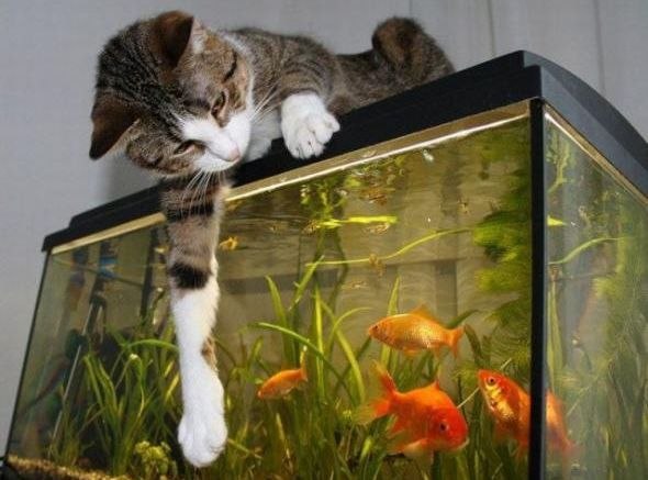 CATS OF ALL - 30  2016  01:44