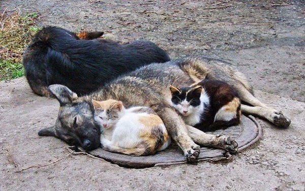  .#animal@travel.blog