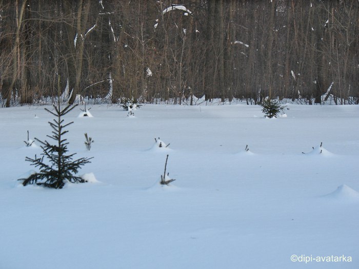 dipi-avatarka - 21  2016  17:32