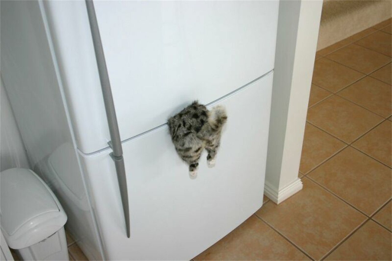 Кот на холодильнике магнитик