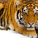 ���� �����, ���������, 67 ��� - ��������� 21 ������� 2015 � ������ ���� ����������