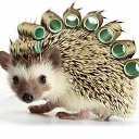 ���� �����, ��������, 46 ��� - ��������� 31 ������� 2015 � ������ ���� ����������