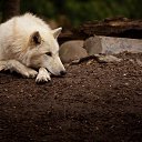  #/Predator/#,  -  24  2015    